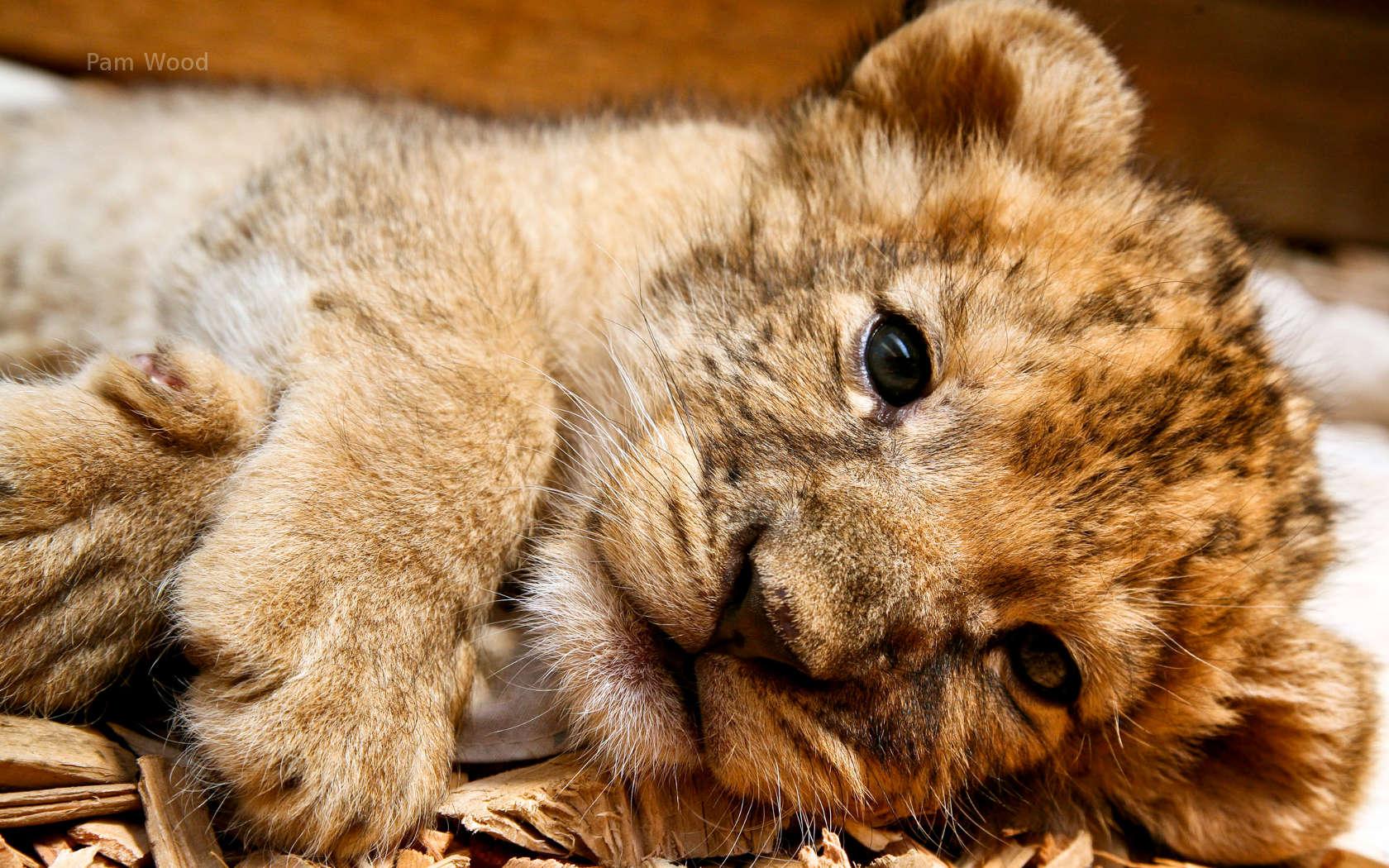 1680x1050 Background Cute Lion Cub