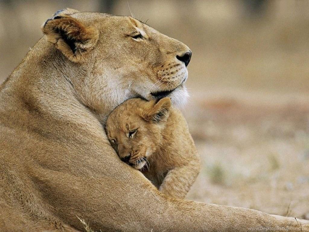 1024x768 Lion Cub Wallpaper Desktop Background