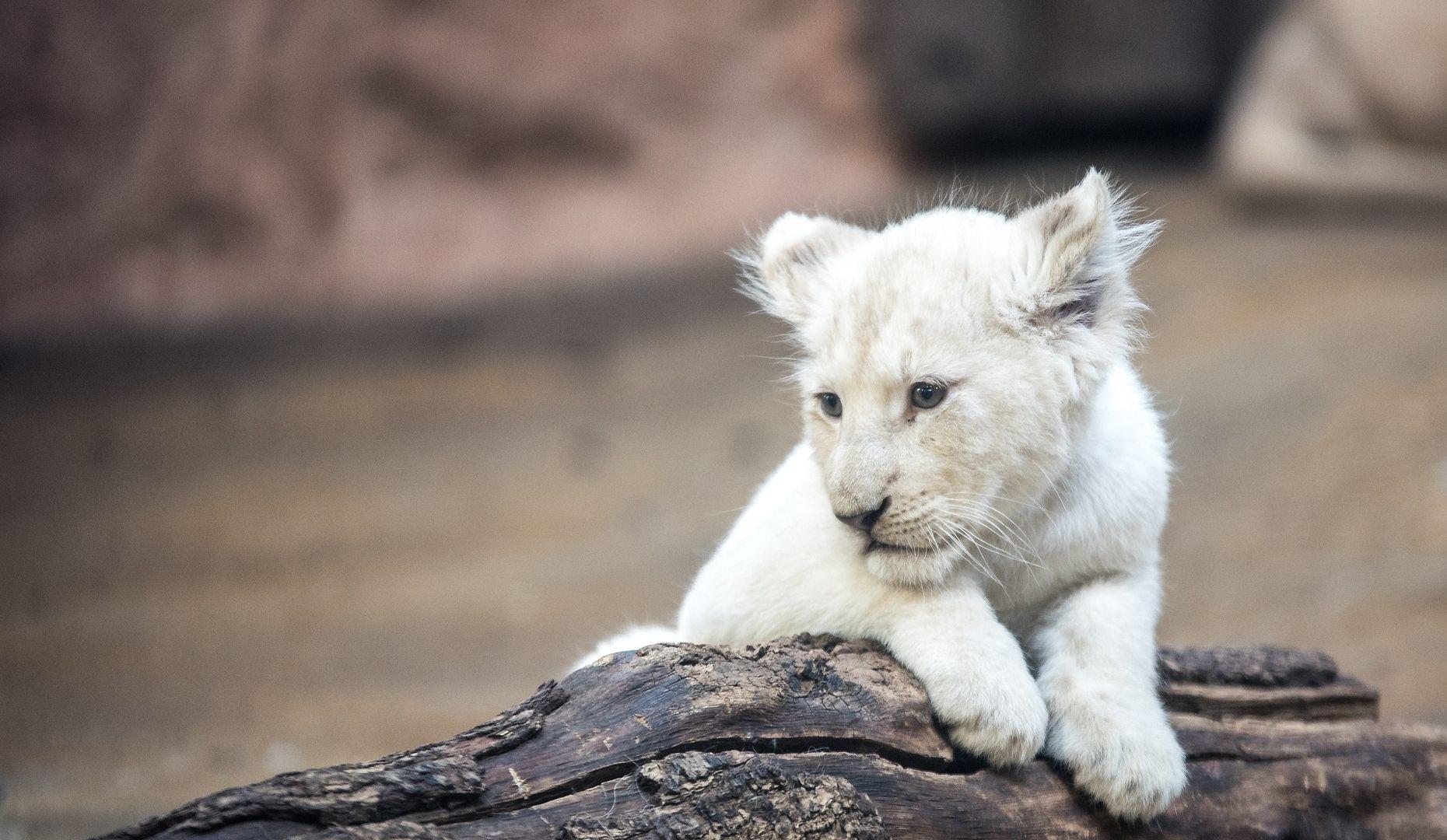 1860x1080 Desktop Wallpaper White Lion Cub, Baby Animal, HD Image, Picture, Background, 2gnskb