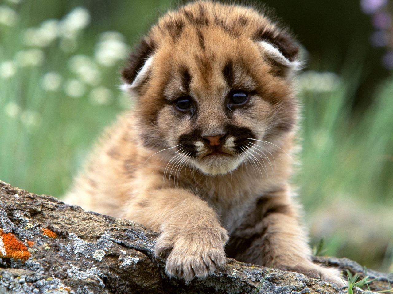 1280x960 Mountain Lion Cub Wallpaper Baby Animals Animals Wallpaper in jpg format for free download