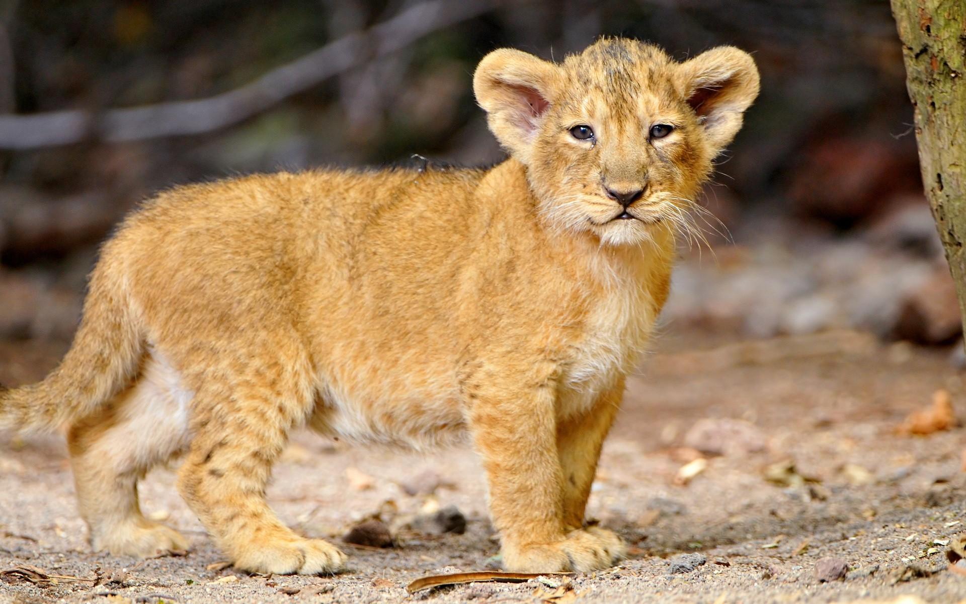 1920x1200 Baby Lion Wallpaper