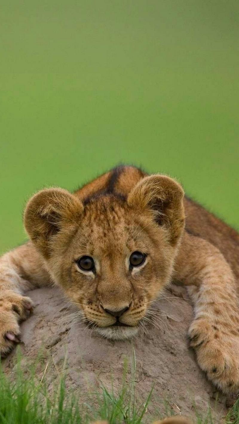 800x1420 Wallpaper Lion, Cub, Stone, Lying Lion Wallpaper iPhone
