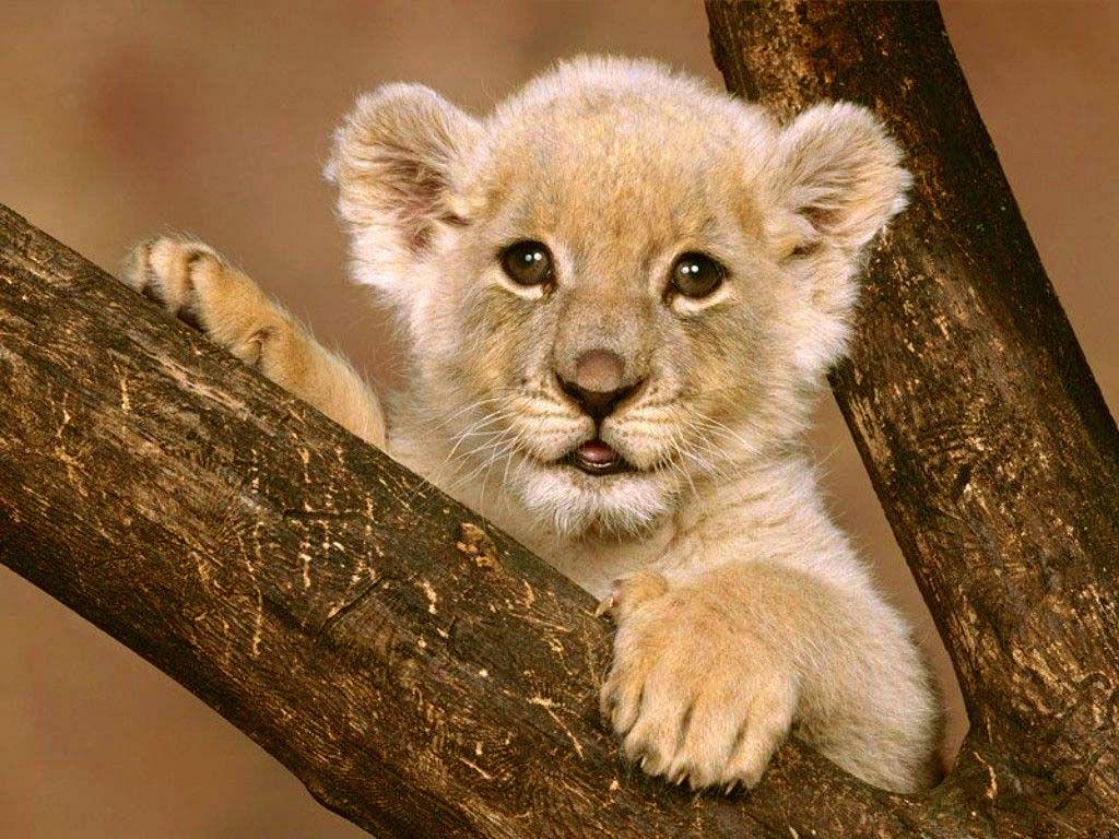 1024x768 Baby Lion Wallpaper, Lion Cub Light Wallpaper