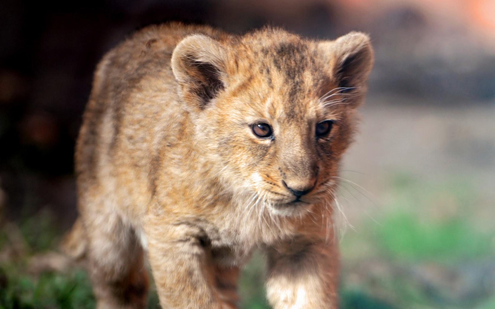 1680x1050 Cute lion cub cubs Wallpaper