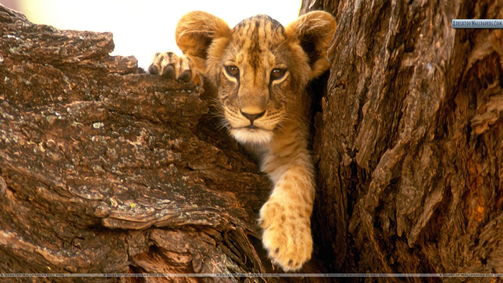 1920x1080 A Furry Friend Lion Cub Wallpaper