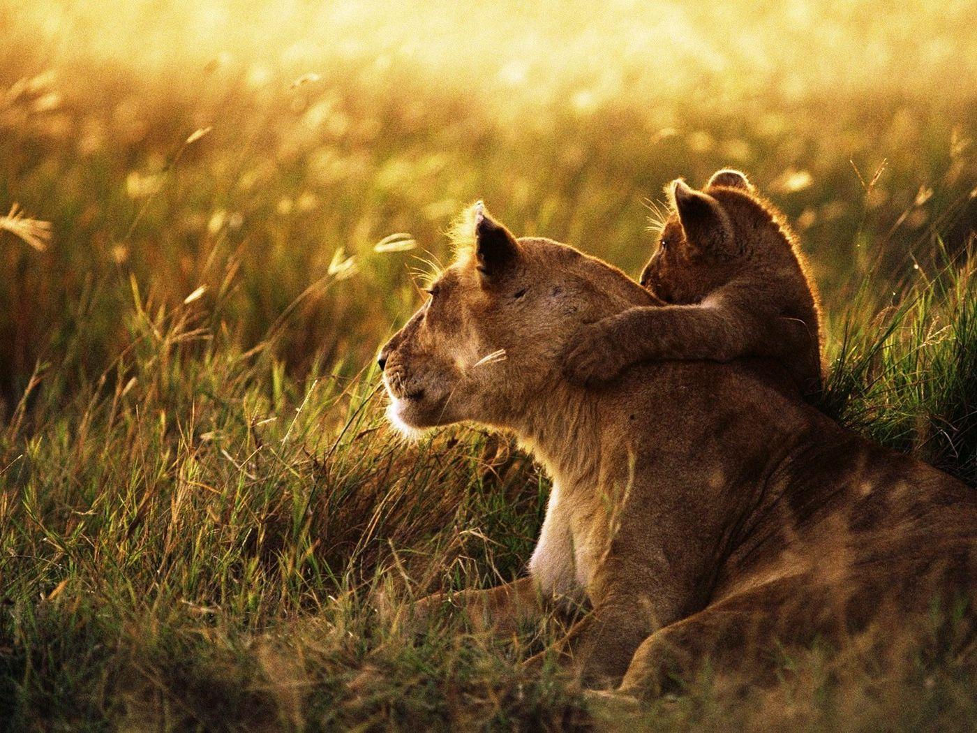 1400x1050 Download wallpaper 1400x1050 lion, lion cub, family, cub, caring, baby, sunshine standard 4:3 HD background