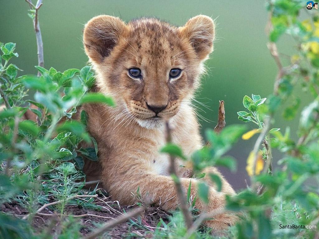 Lion and Cub Wallpapers Top Free Lion and Cub Backgrounds