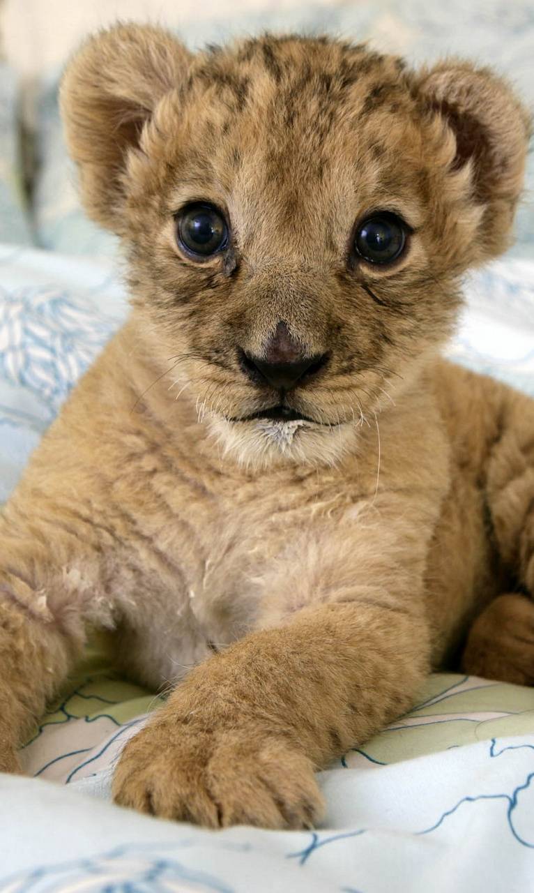 766x1280 Download Lion Cub HD Wallpaper and Background