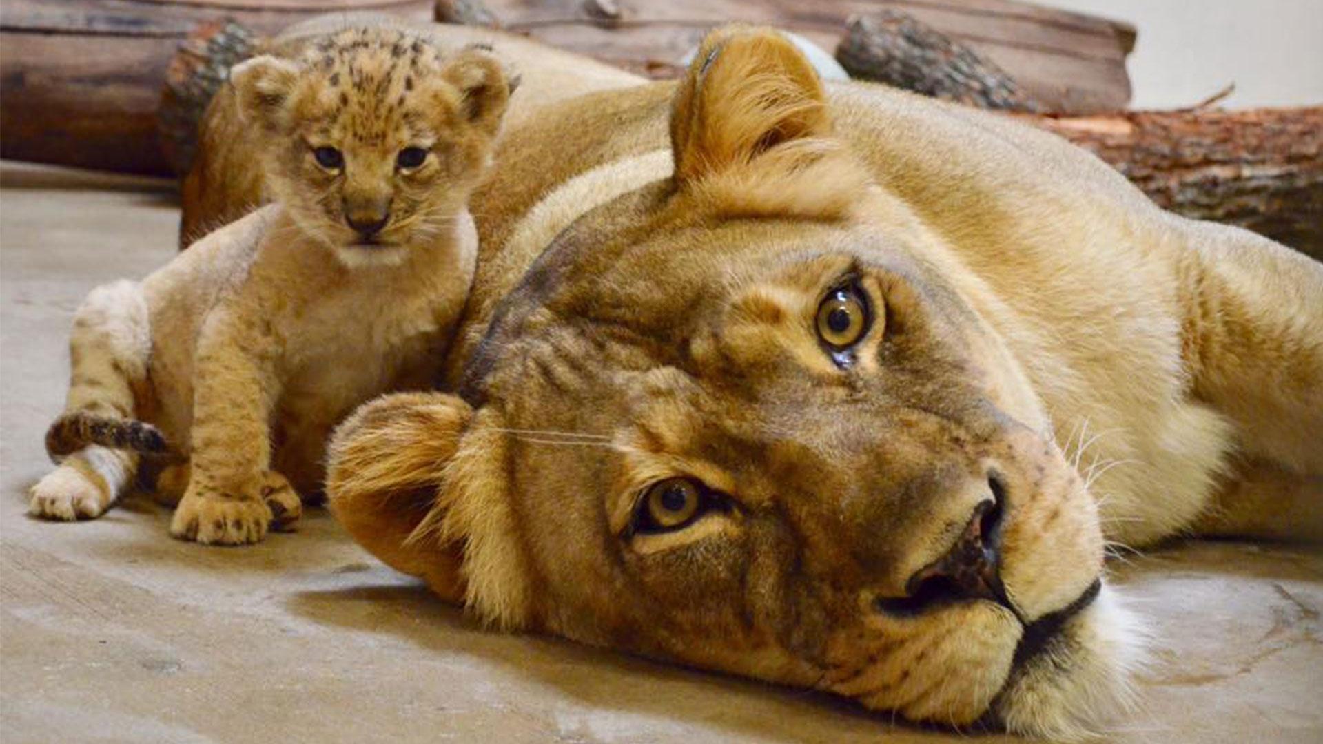 1920x1080 Disney Based Simba from The Lion King on this Dallas Zoo Lion Cub