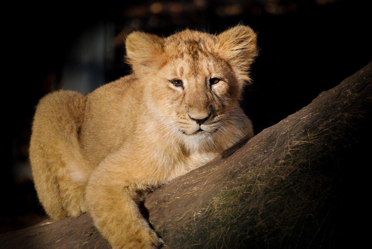 1280x856 Lion Baby Young