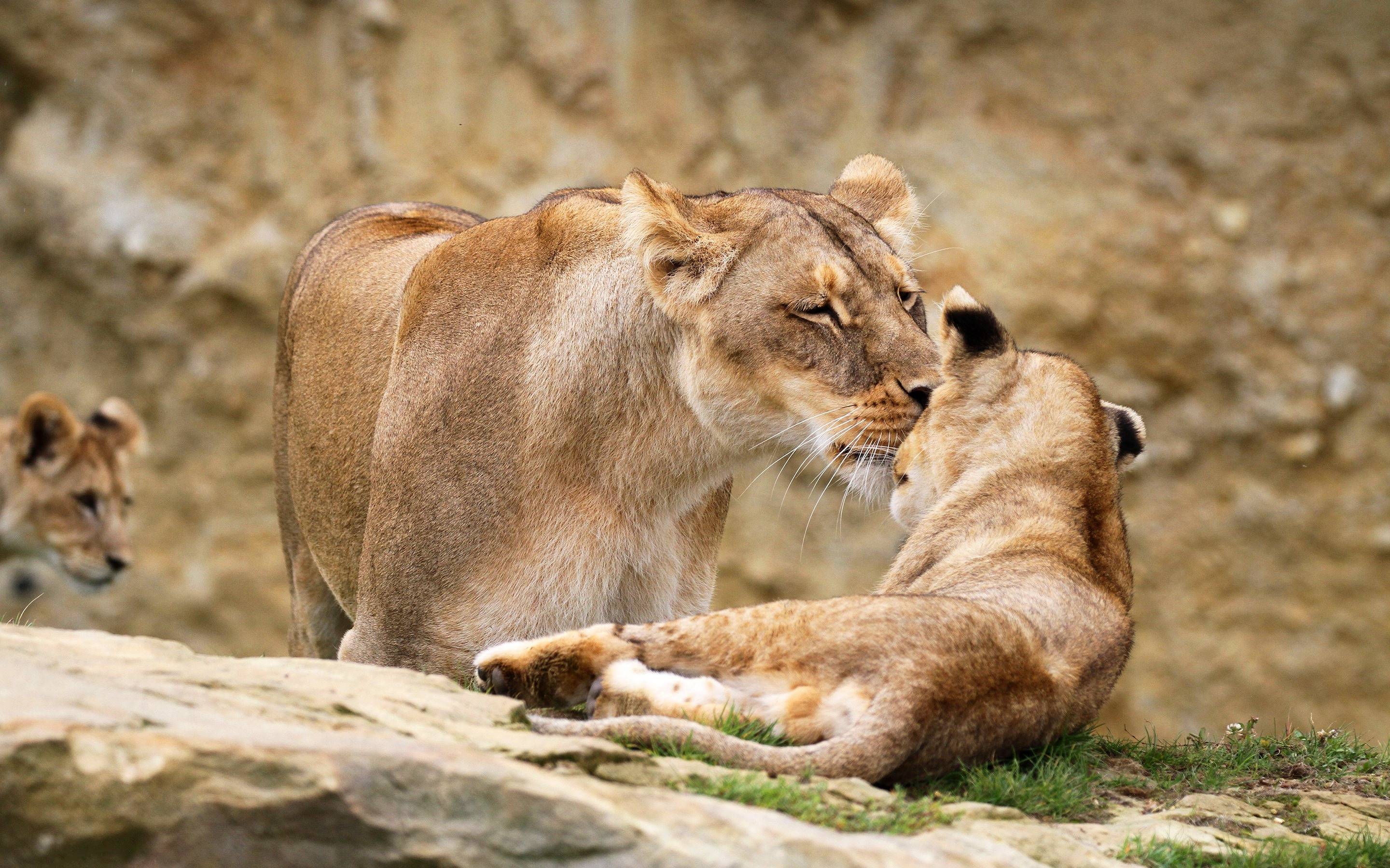 2880x1800 Wallpaper Lioness and lion cub 2880x1800 HD Picture, Image