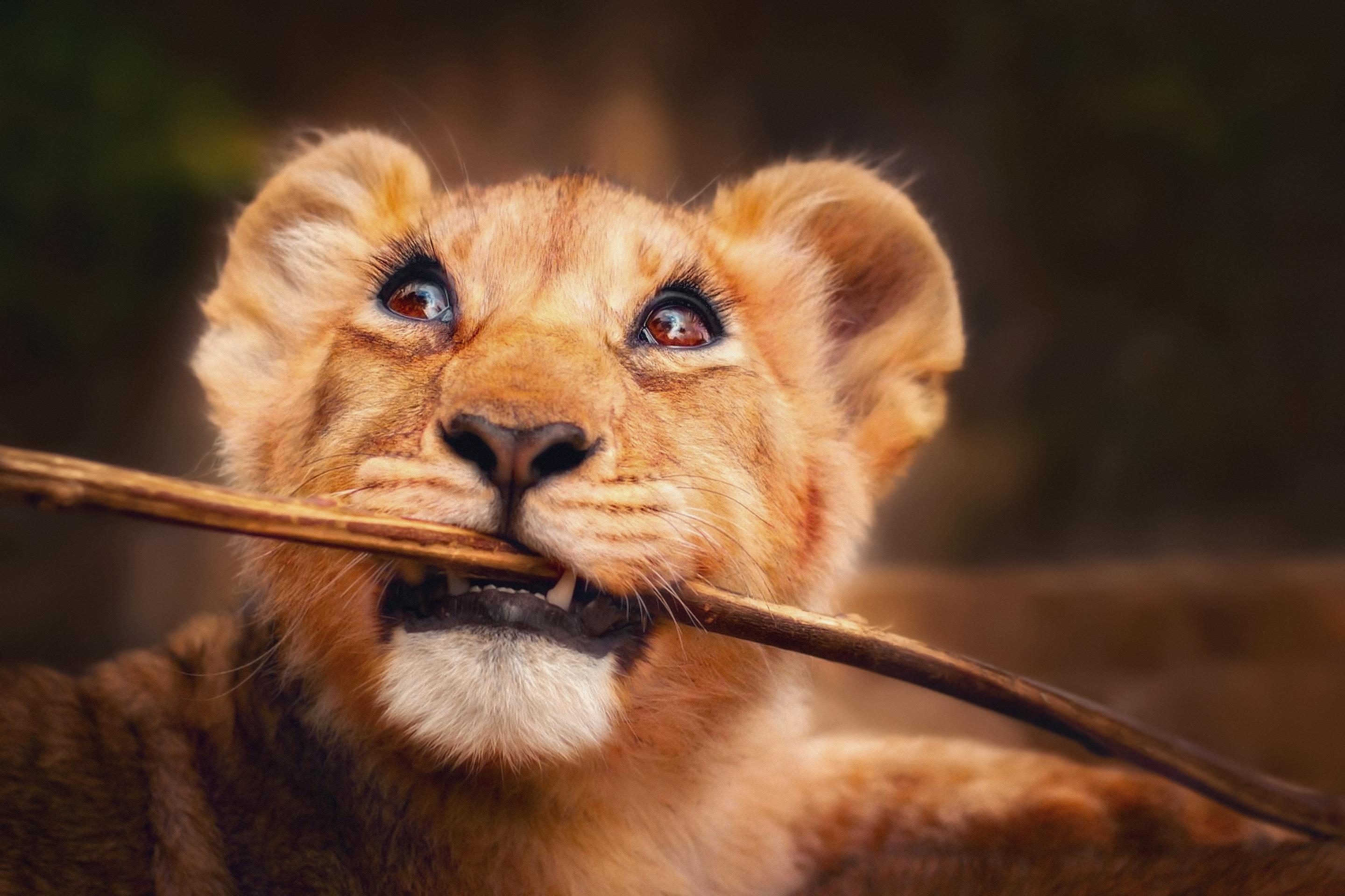 2880x1920 Lion Cub, HD Animals, 4k Wallpaper, Image, Background, Photo and Picture