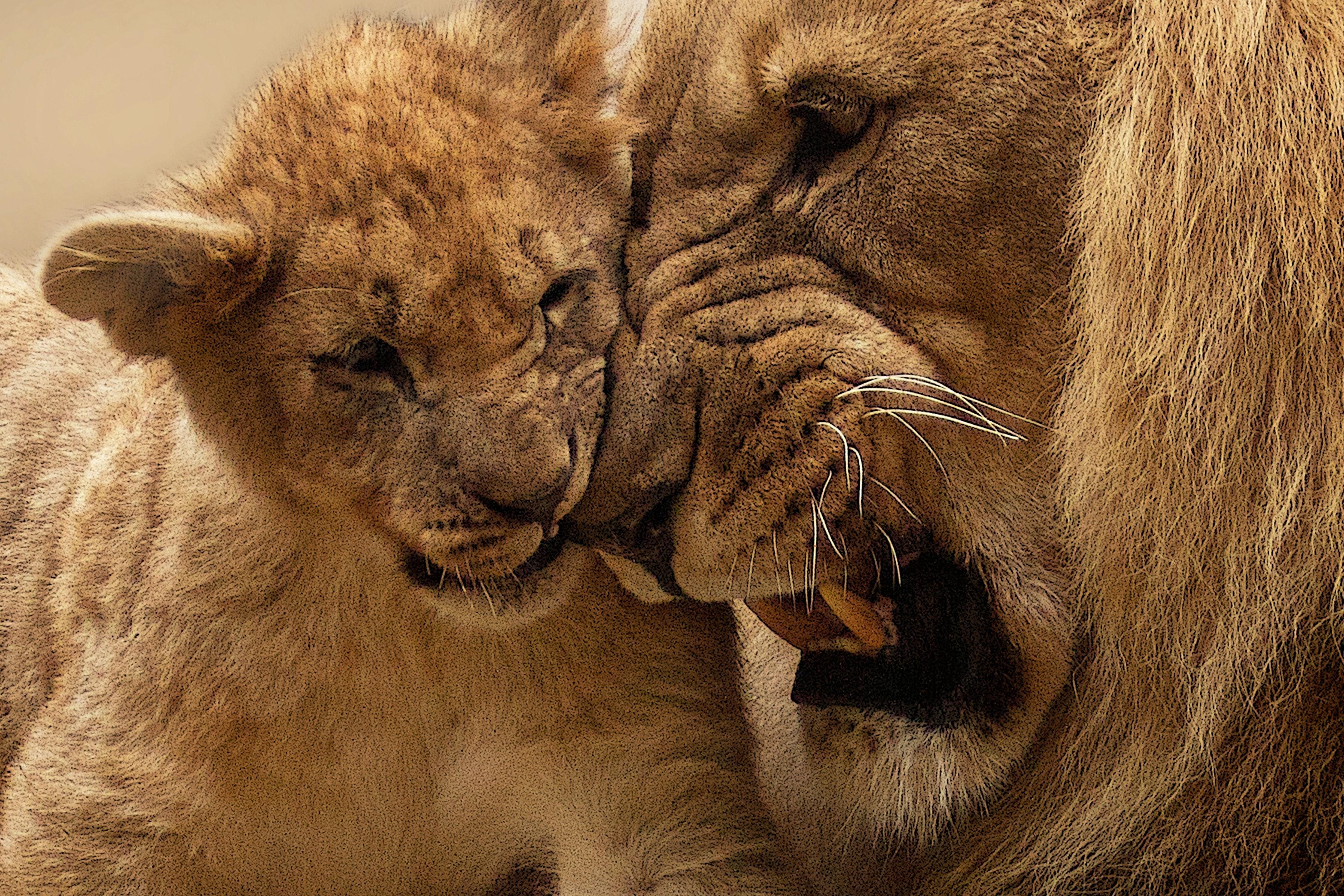 Lion Love Wallpapers - Top Free Lion Love Backgrounds - WallpaperAccess