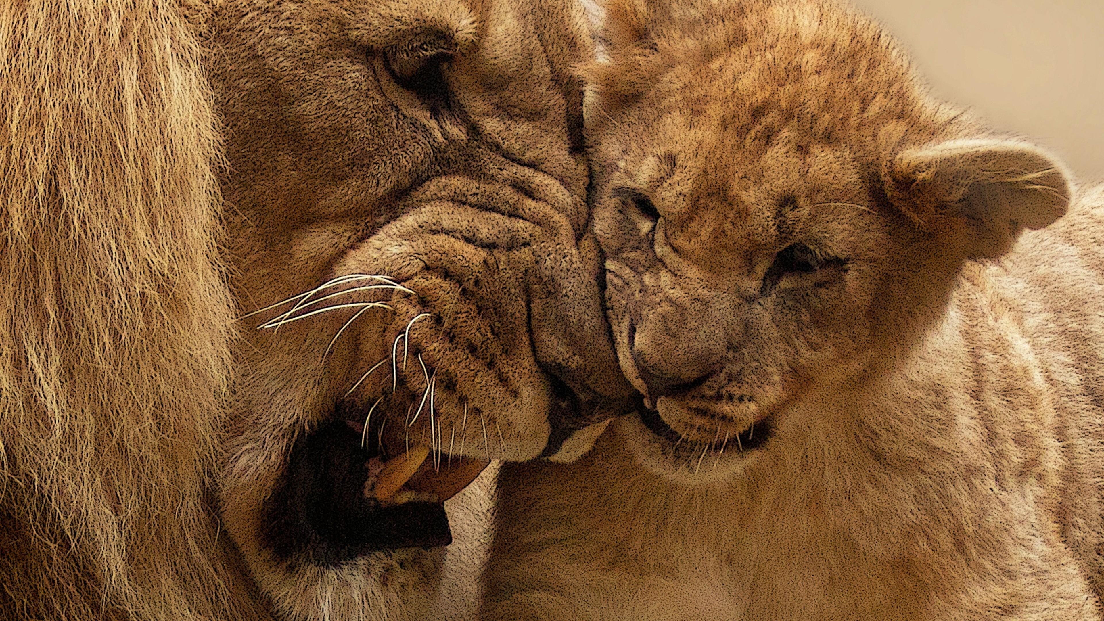 3840x2160 Lion And Cub HD