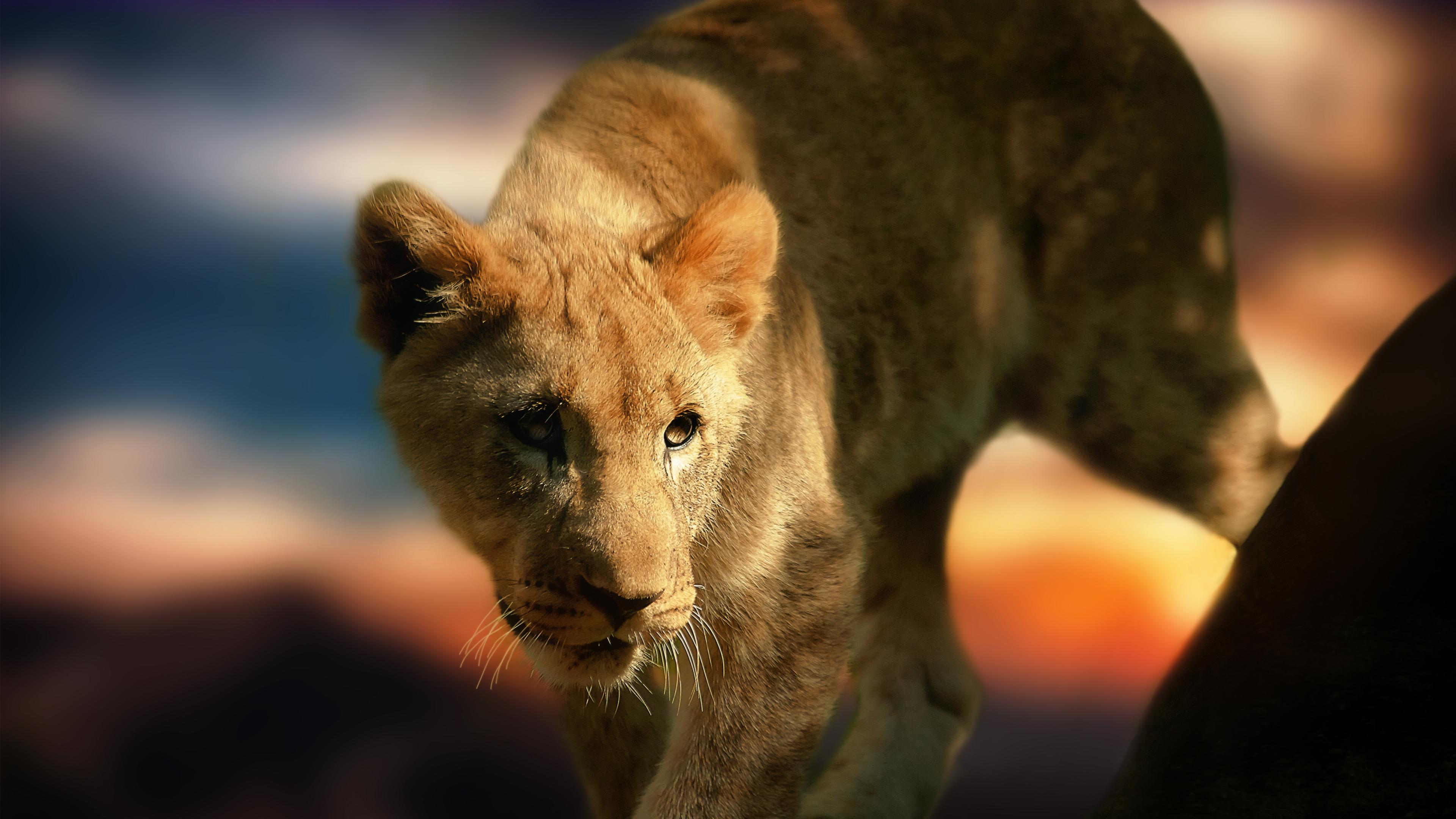 3840x2160 Wallpaper 4k Lion Cub Wallpaper