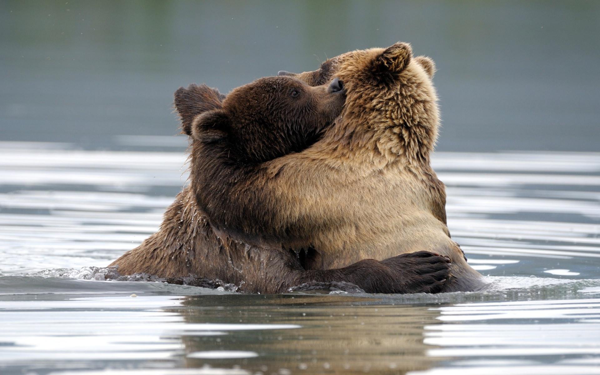 Bears Hugging Wallpapers - Top Free Bears Hugging Backgrounds -  WallpaperAccess