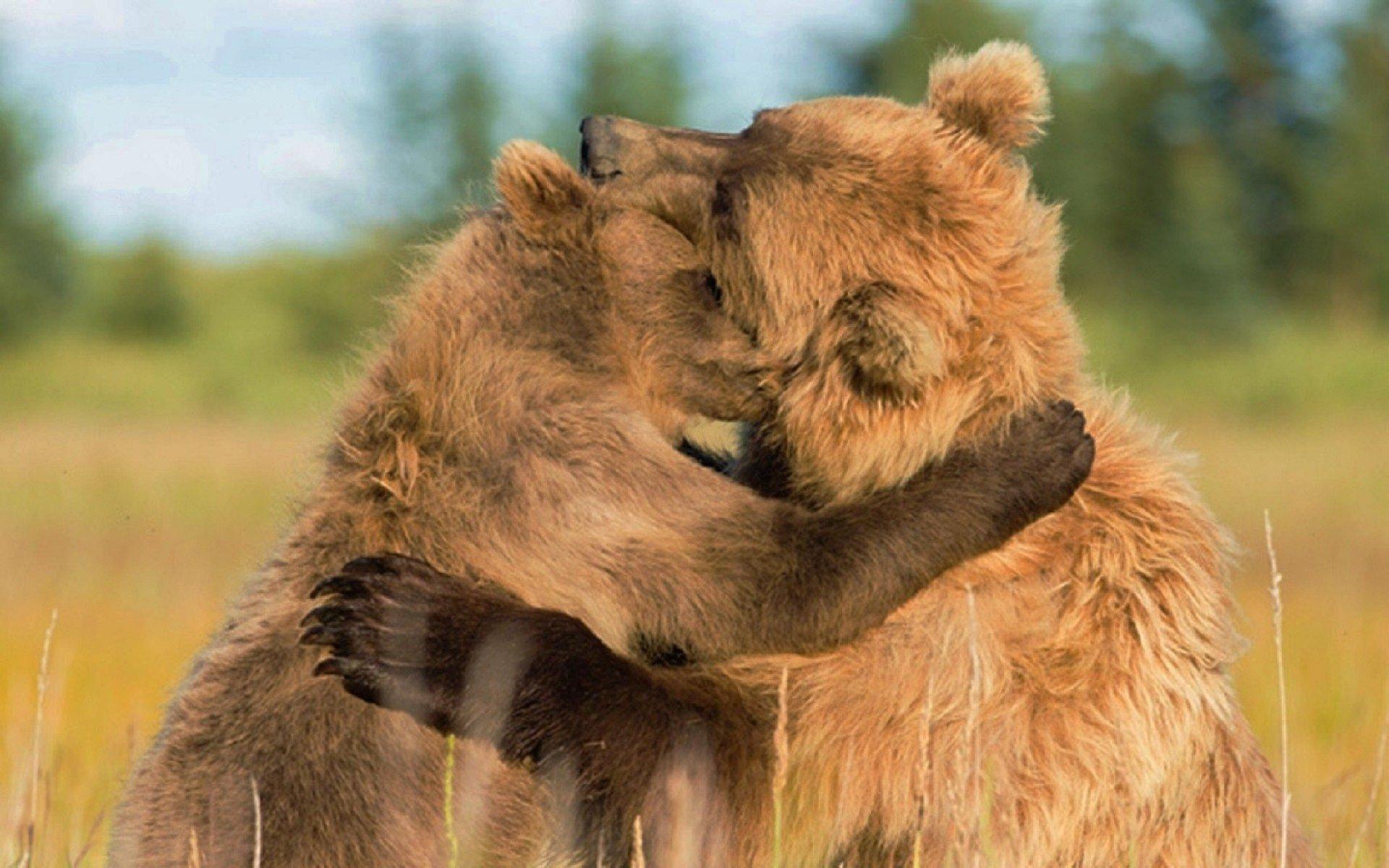 Bears Hugging Wallpapers - Top Free Bears Hugging Backgrounds