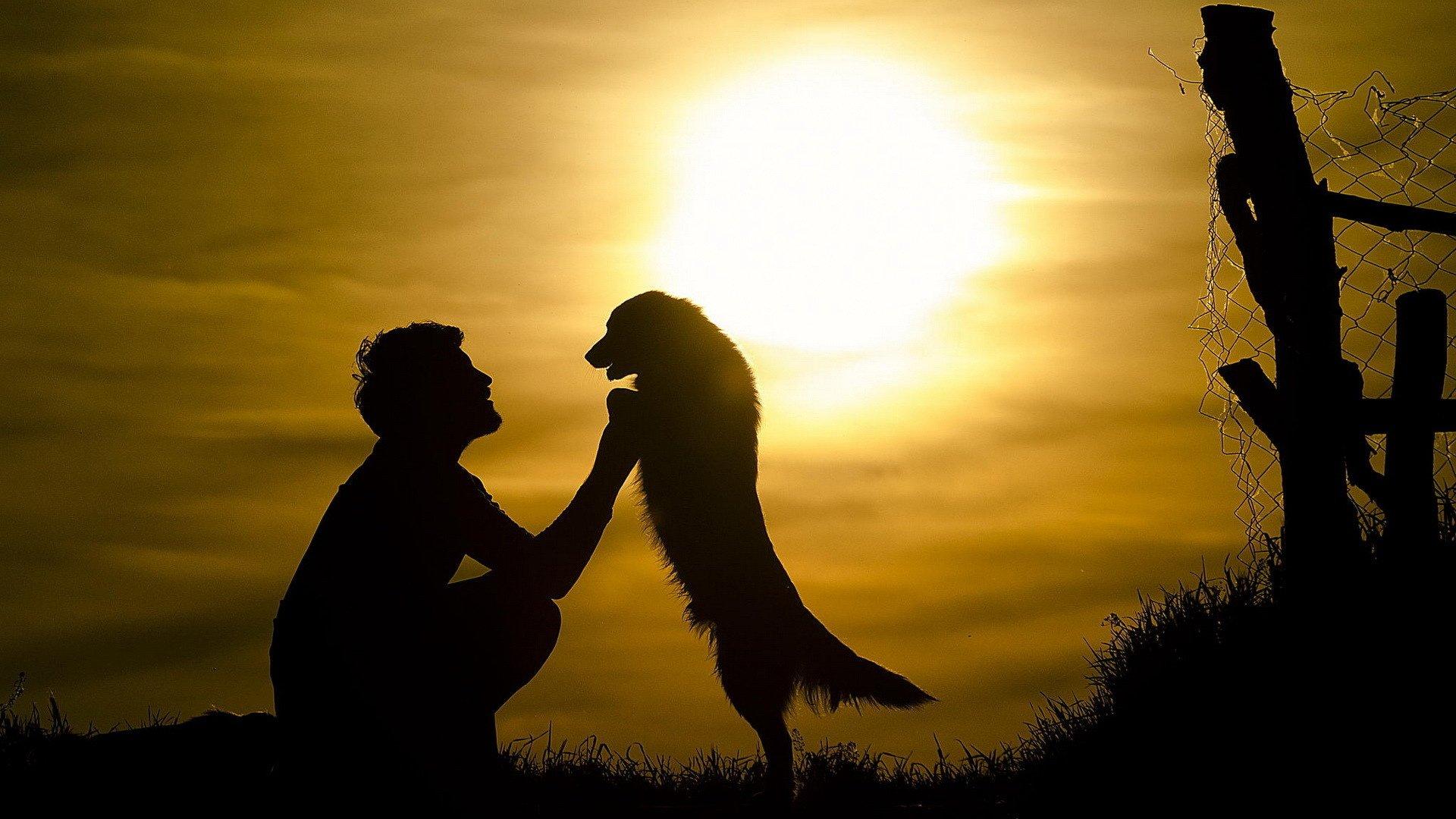 1920x1080 mood, Boy, Dog, Friends, Sun, Sunset, Silhouette, Animals Wallpaper HD / Desktop and Mobile Background