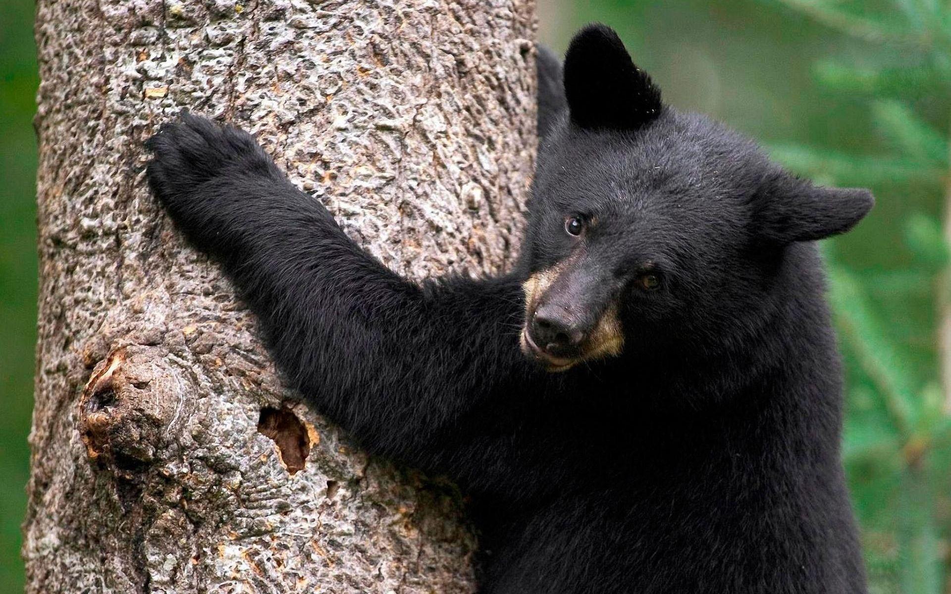 1920x1200 Bear, Tree, Hugging, Color, Fur wallpaper
