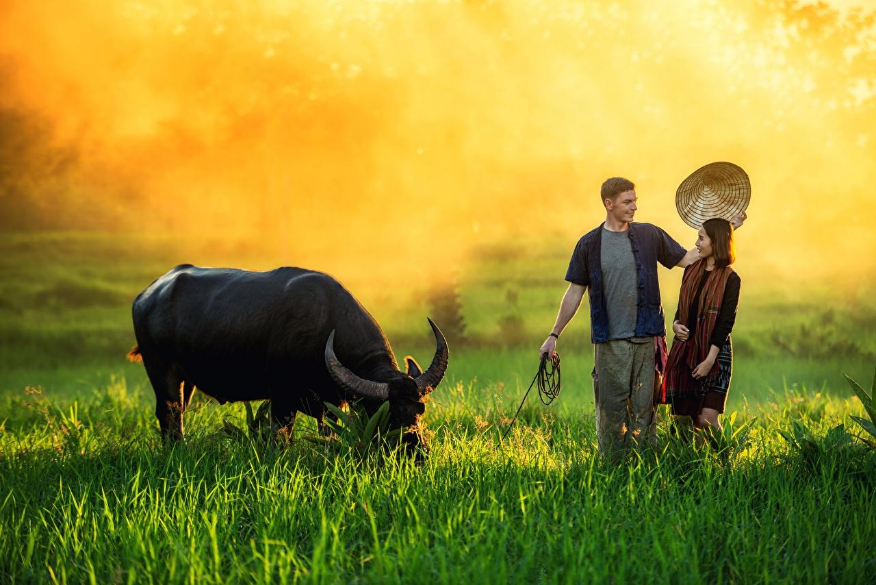 1280x854 Wallpaper bull Man Horns Fog Hat young woman Asian Grass Animals
