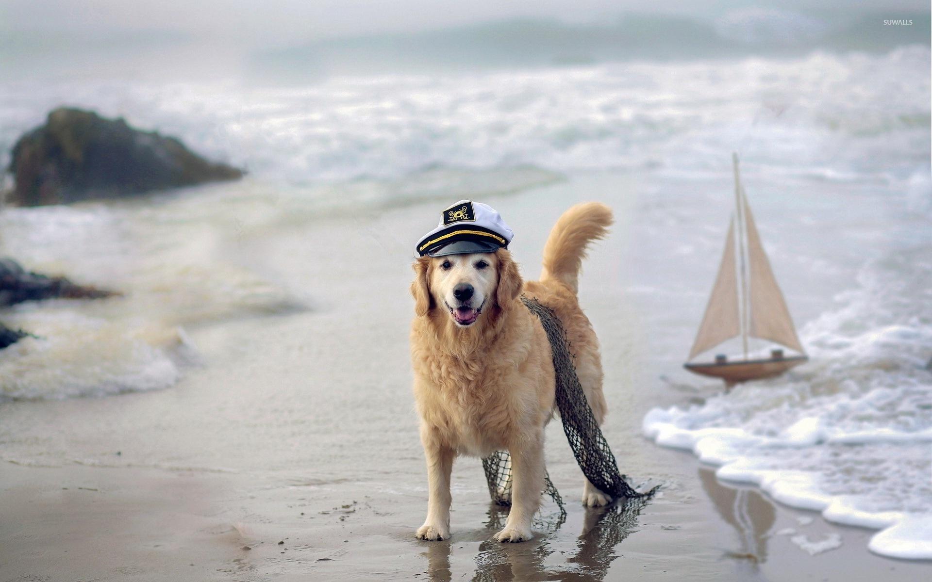 1920x1200 Free download Sailor Golden Retriever wallpaper Animal wallpaper 50601 [1920x1200] for your Desktop, Mobile & Tablet. Explore Dog And Man Wallpaper. Dog And Man Wallpaper, Dog Wallpaper, Dog Background