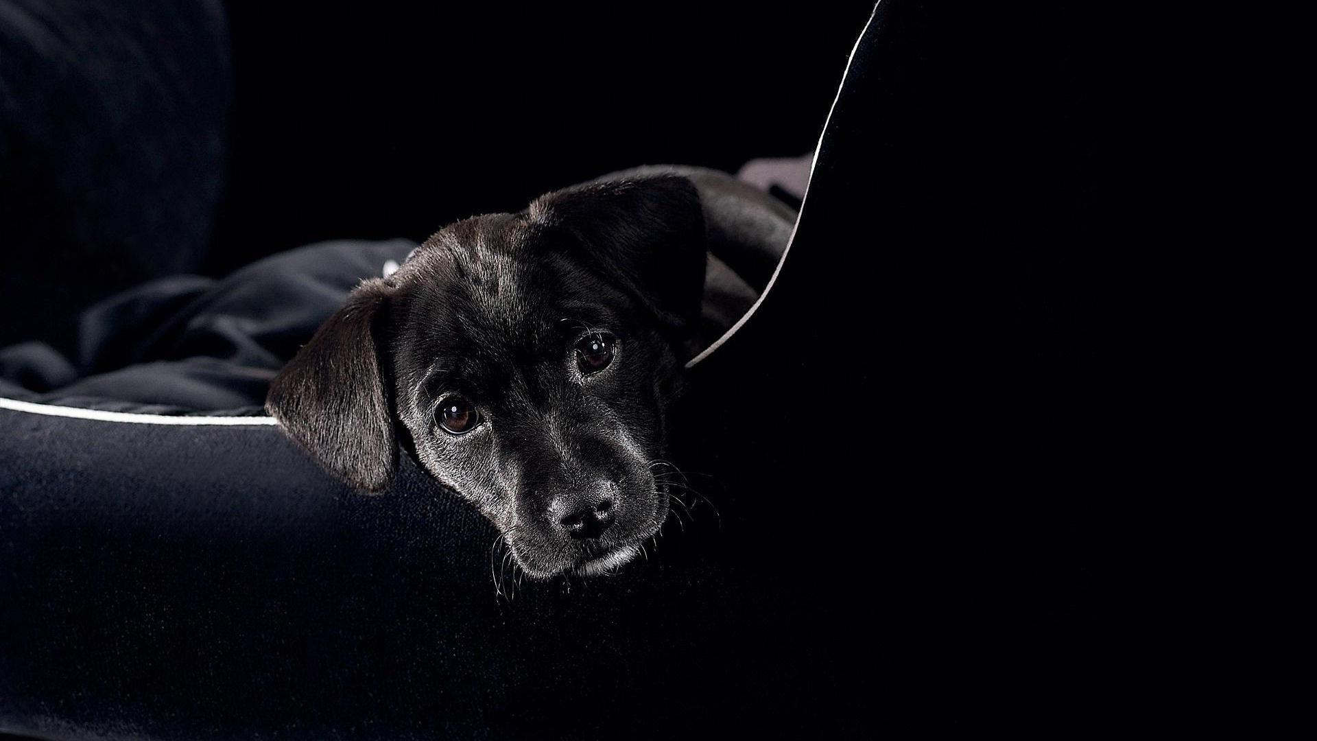 1920x1080 Free download Wallpaper Dogs Animals Black background [1920x1080] for your Desktop, Mobile & Tablet. Explore Dog And Man Wallpaper. Dog And Man Wallpaper, Dog Wallpaper, Dog Background