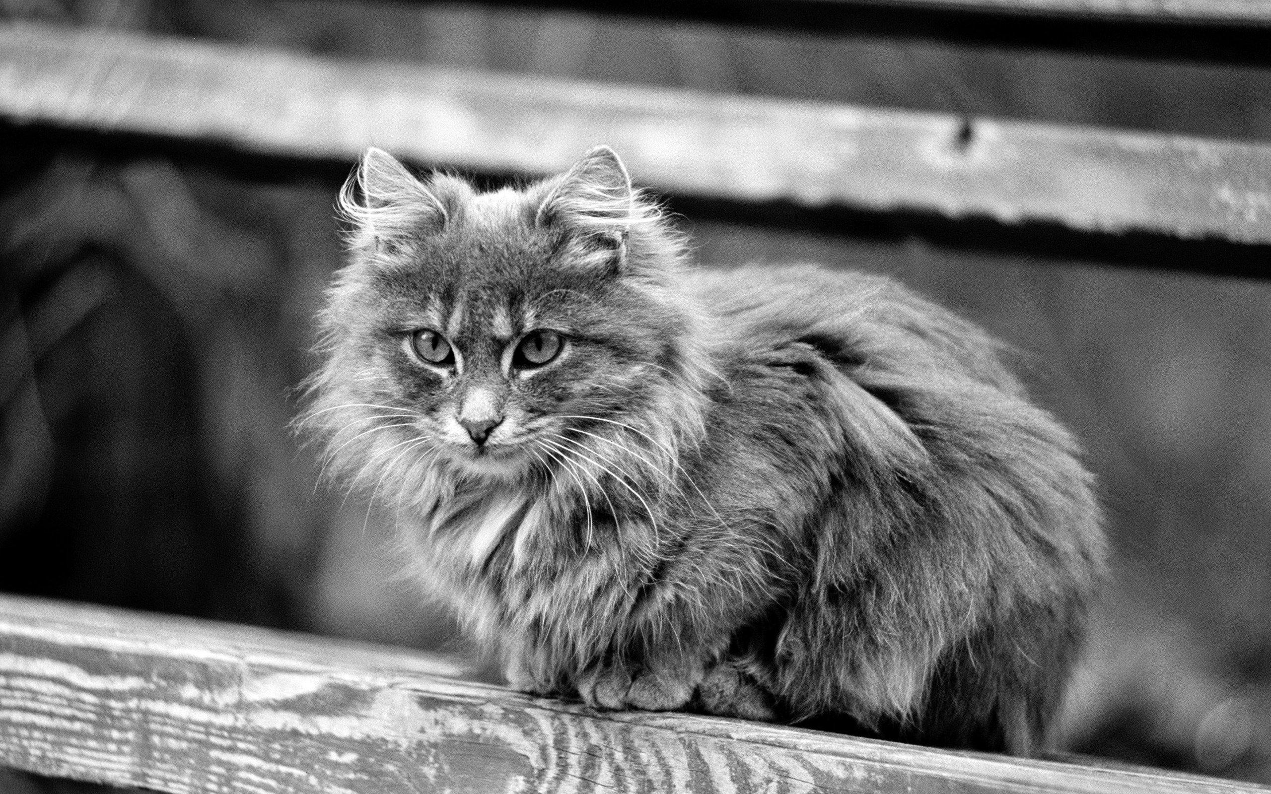 Black and White Cat Art Wallpapers Top Free Black and White Cat Art