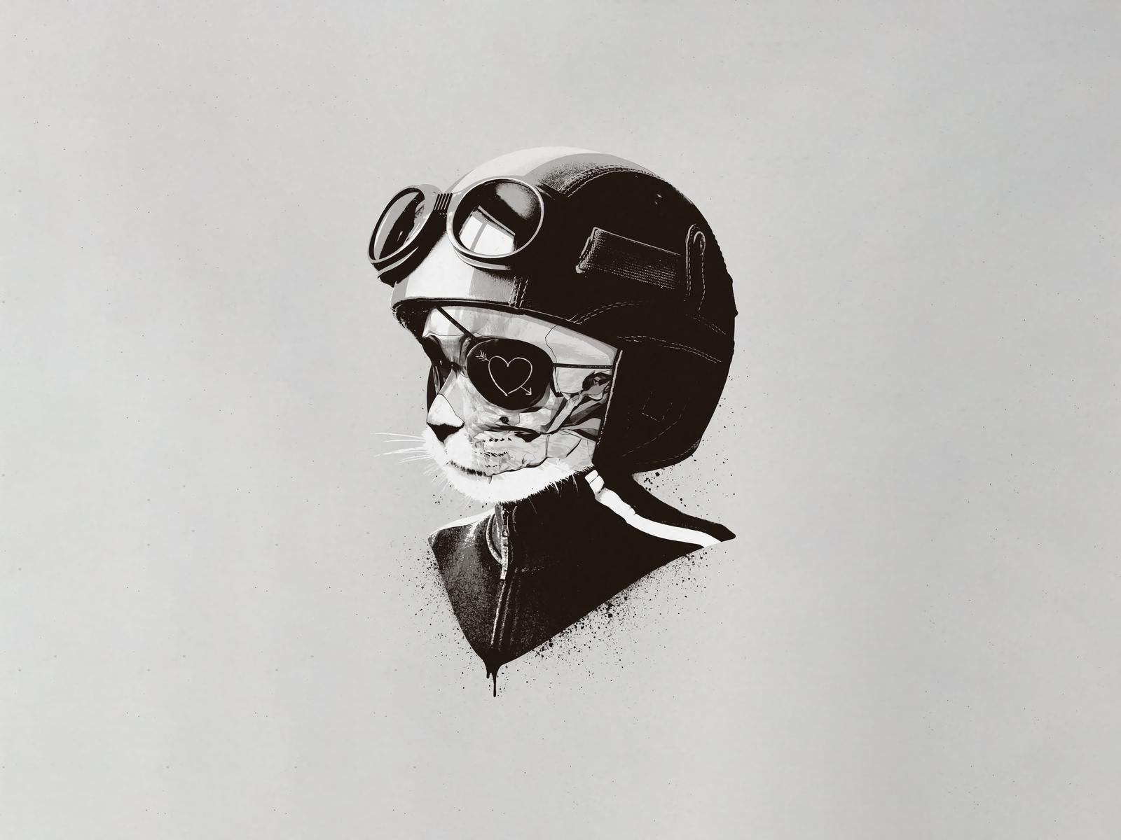 1600x1200 Cat Helmet Minimal Art 5k 1600x1200 Resolution HD 4k Wallpaper, Image, Background, Photo and Picture