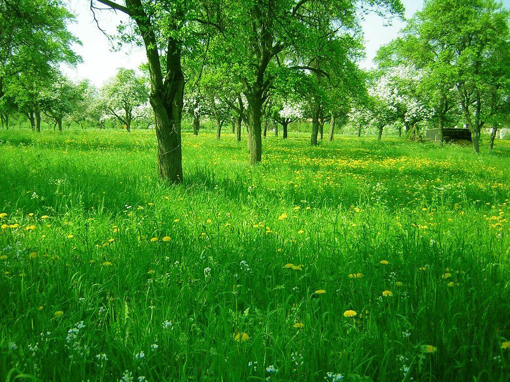 1024x768 Related image. Grass wallpaper, Grass background, Grass
