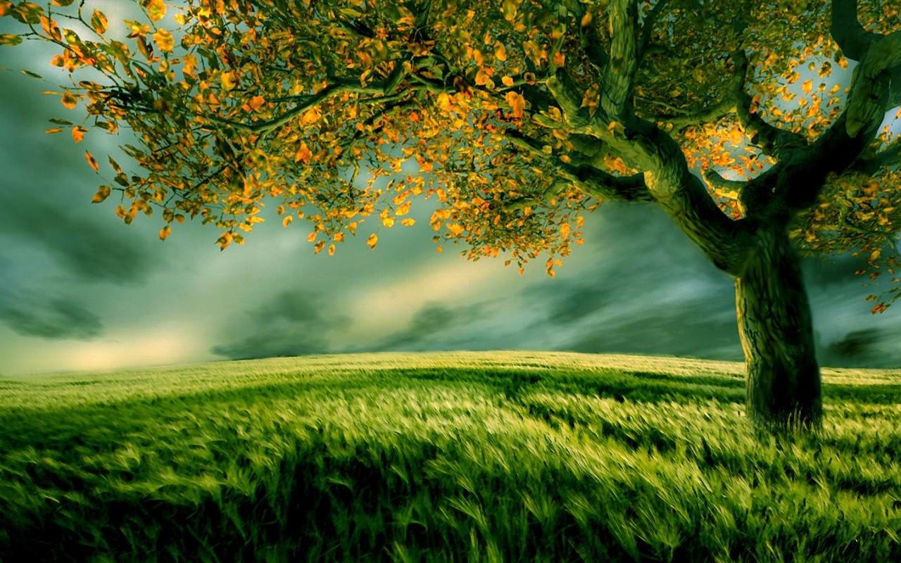 1280x800 Picture of nature