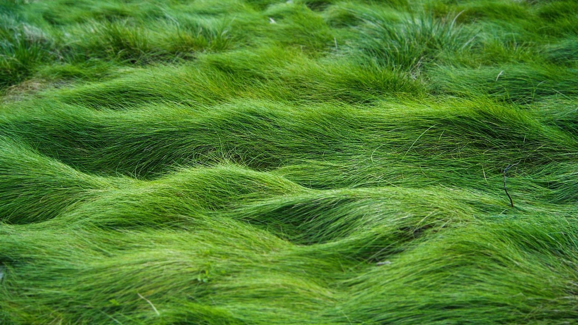 1920x1080 Desktop Wallpaper Nature Grass