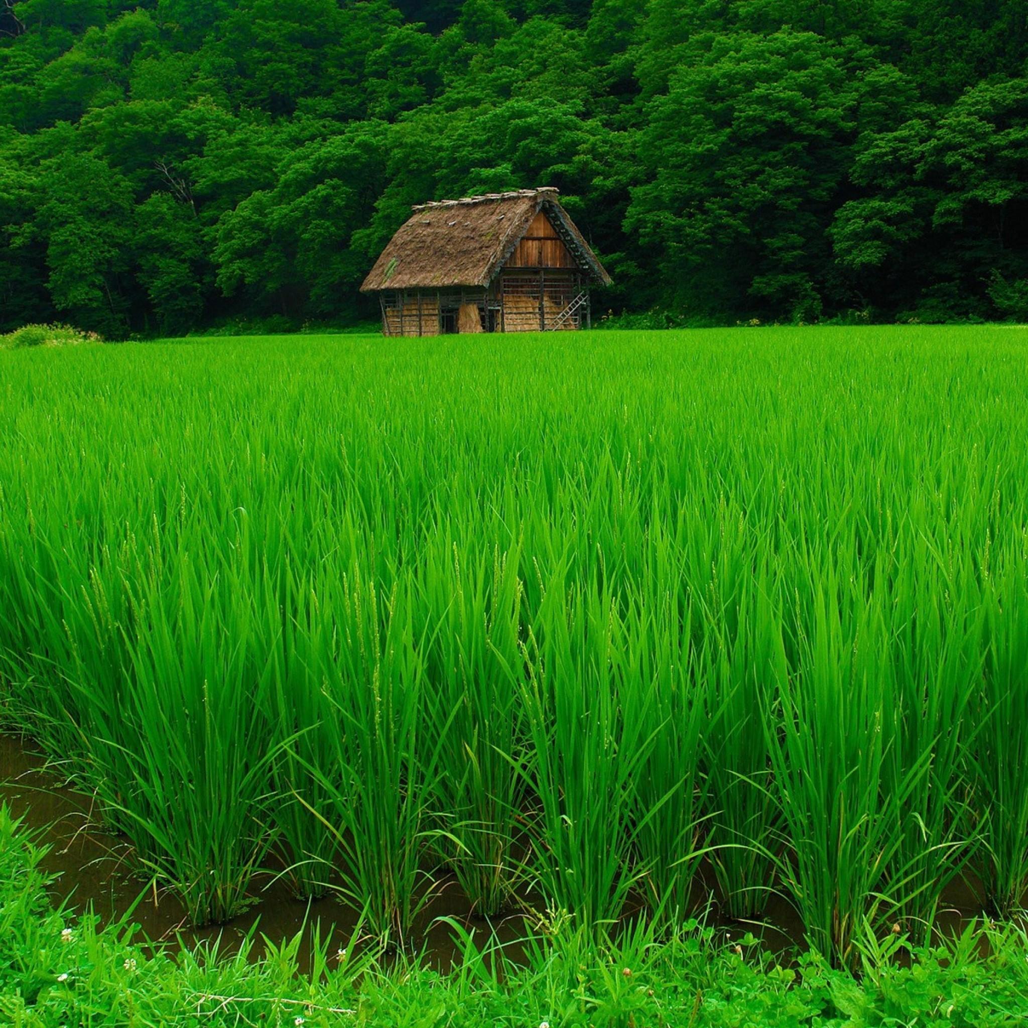 2048x2048 Grass Lawn Beautiful Summer
