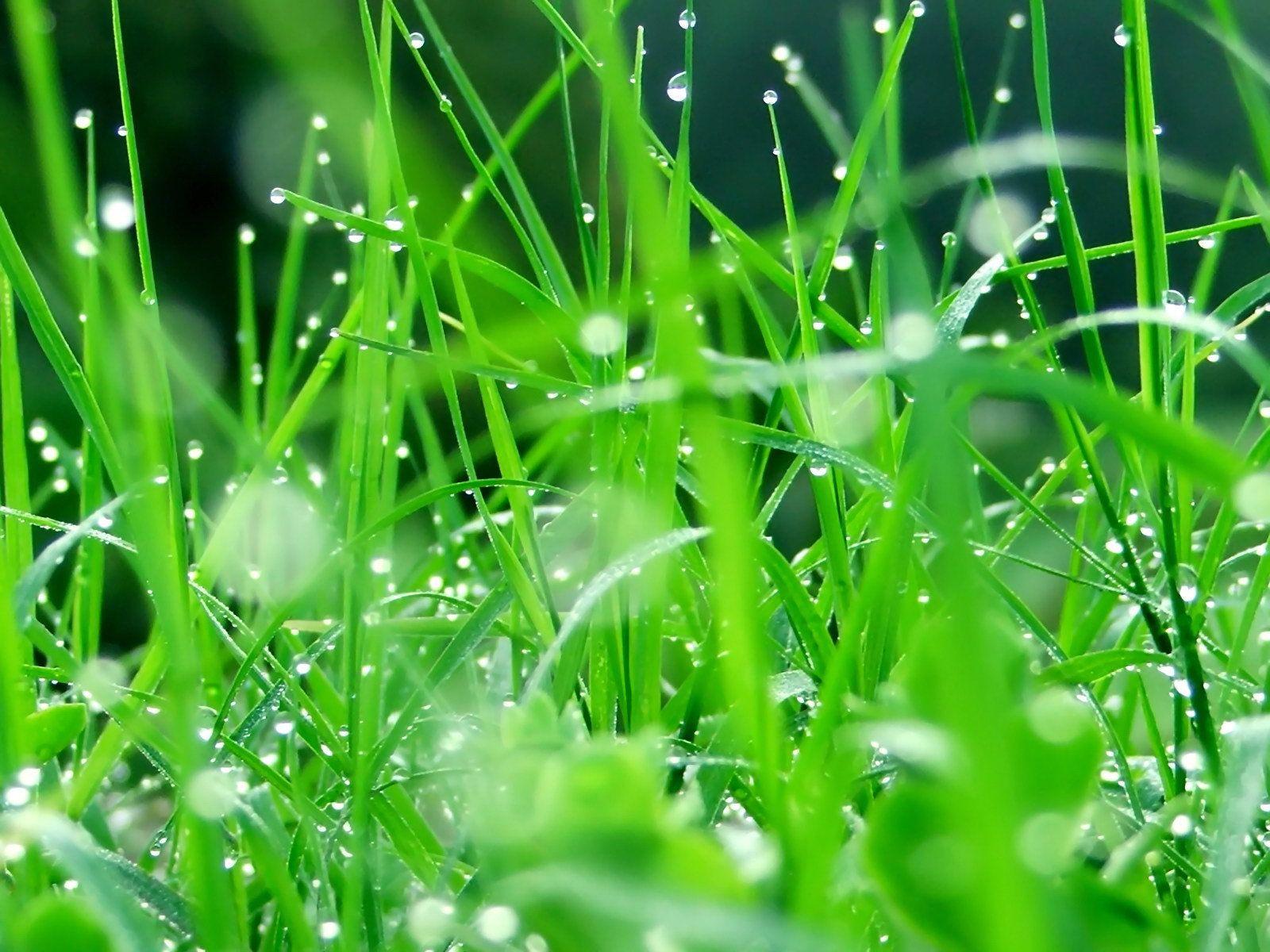 1600x1200 Macro Water Drops On Green Plant Leaf For Natural Background. Grass wallpaper, Green nature wallpaper, Plant wallpaper