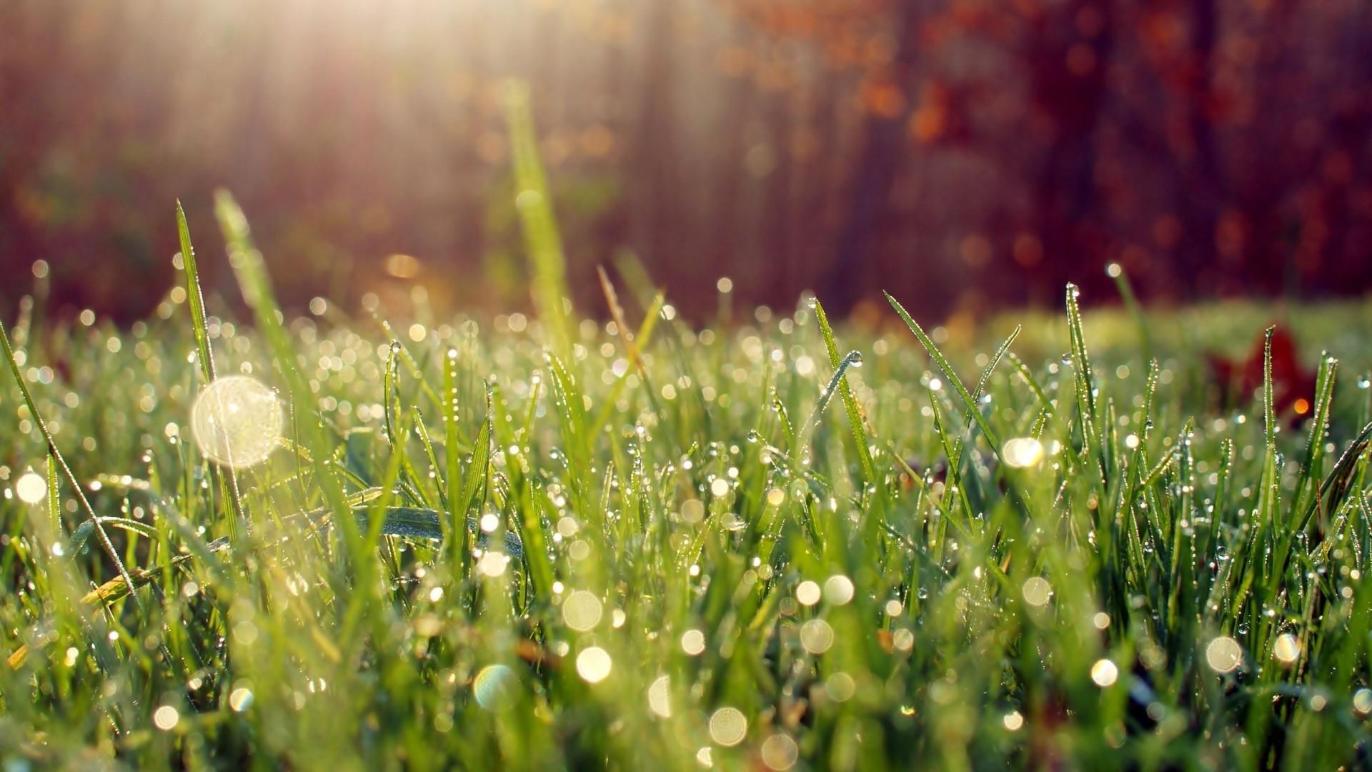 Dynamic How To Get Nice Grass Picture Concept Dynamic How To Get Nice Grass Picture Concept