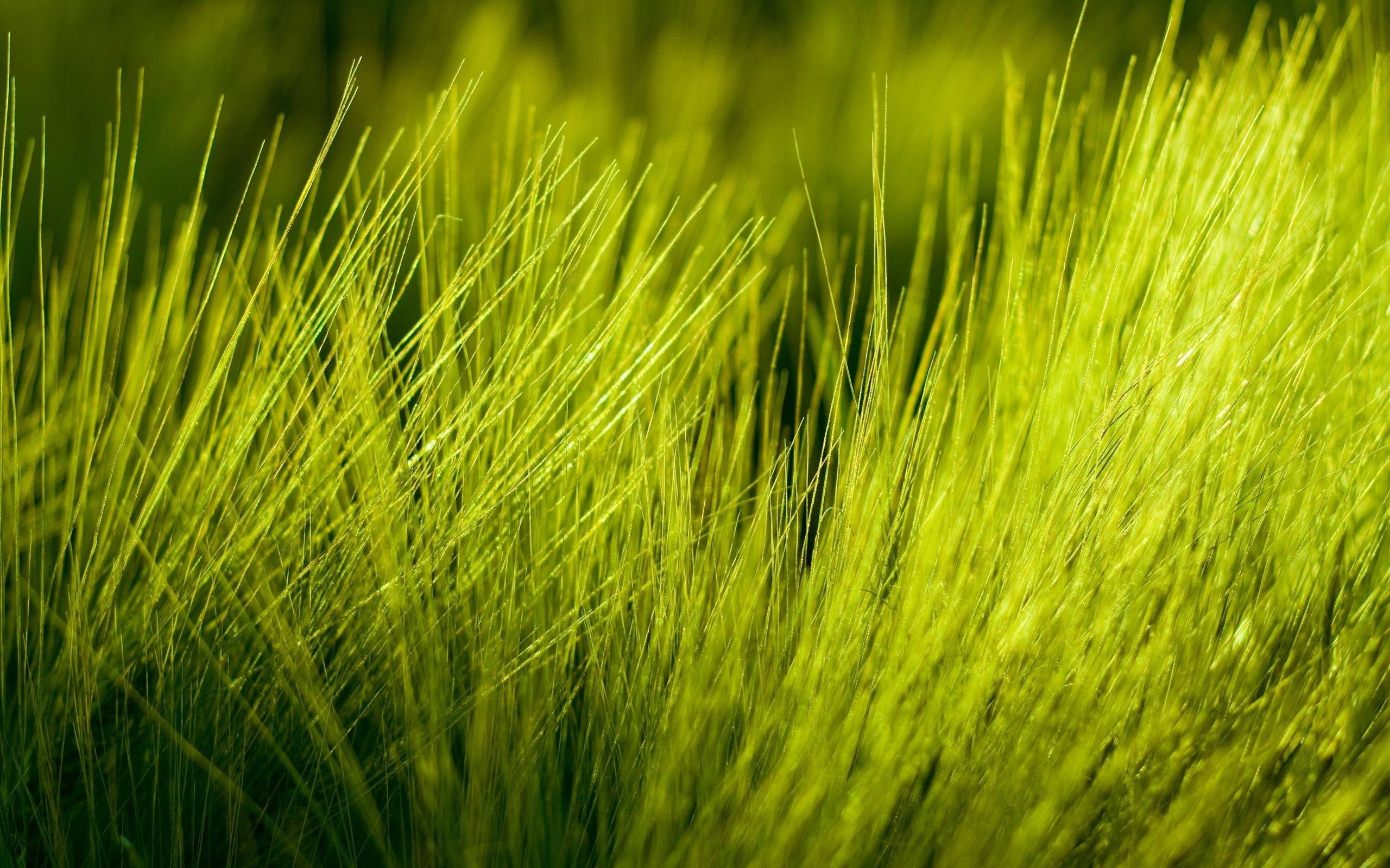 Lush How To Get Nice Grass Picture Concept Lush How To Get Nice Grass Picture Concept
