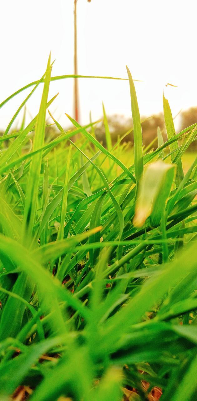 Mesmerizing How To Get Nice Grass Scene Concept Mesmerizing How To Get Nice Grass Scene Concept