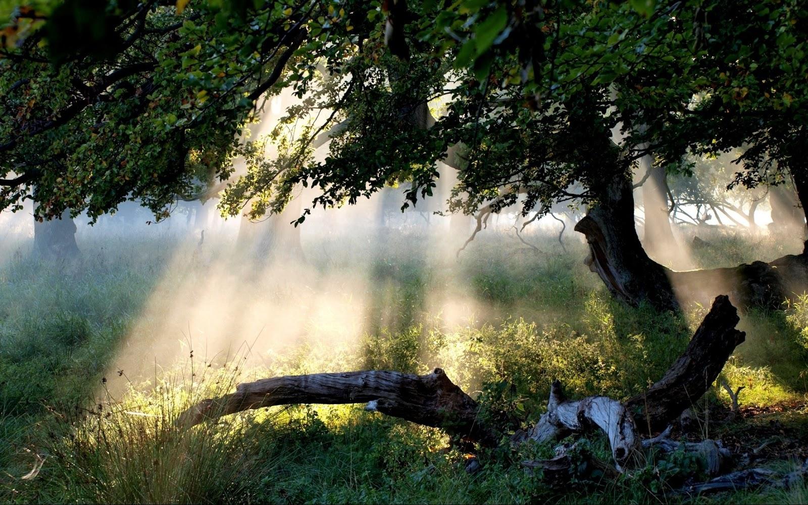 1600x1000 Mystical Desktop Wallpaper