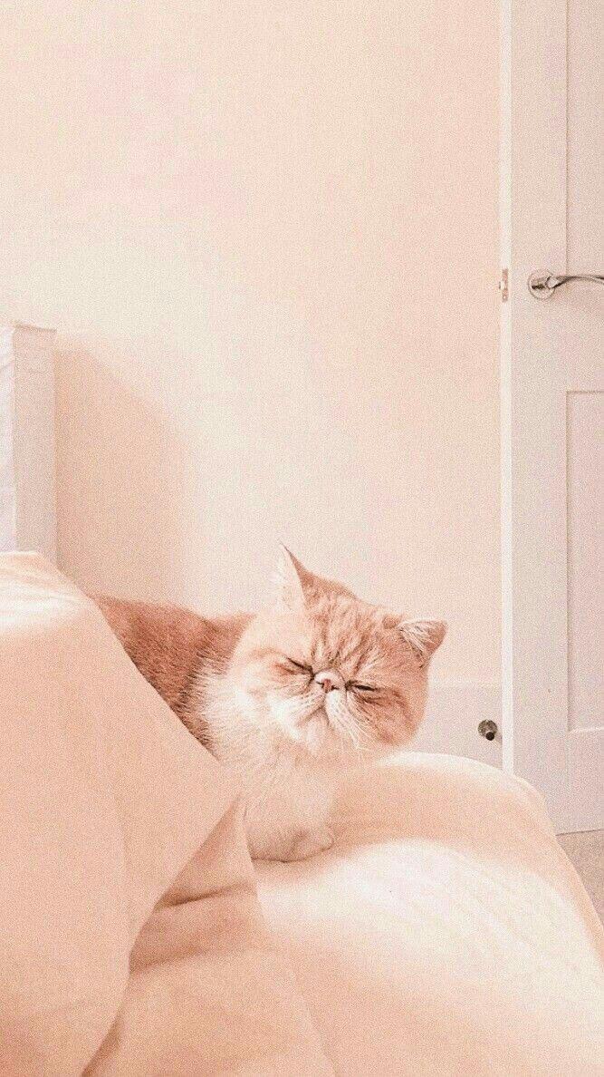 667x1188 Cute Cat Wallpaper Aesthetic