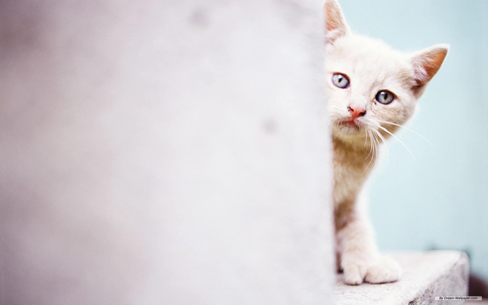 1680x1050 Beautiful and Cute Animal Wallpaper