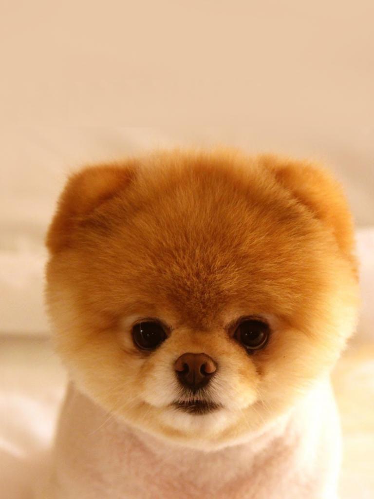 768x1024 Free download Puppy Cute Wallpaper Home Screen Dog cuteanimals [1080x1920] for your Desktop, Mobile & Tablet. Explore Cute Dog Phone Wallpaper. Cute Dog Wallpaper, Cute Dog Wallpaper, Cute Dog Background