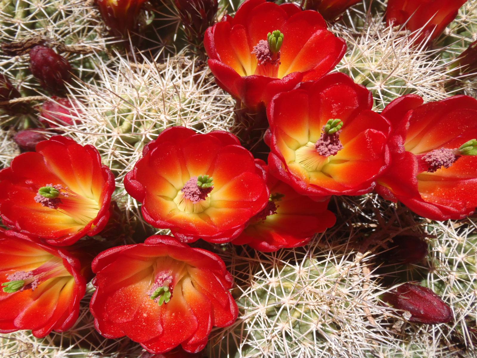 1600x1200 Cactus Beautiful Desert Red Flowers Garden Plants In Arizona And Texas HD Wallpaper For Desktop :