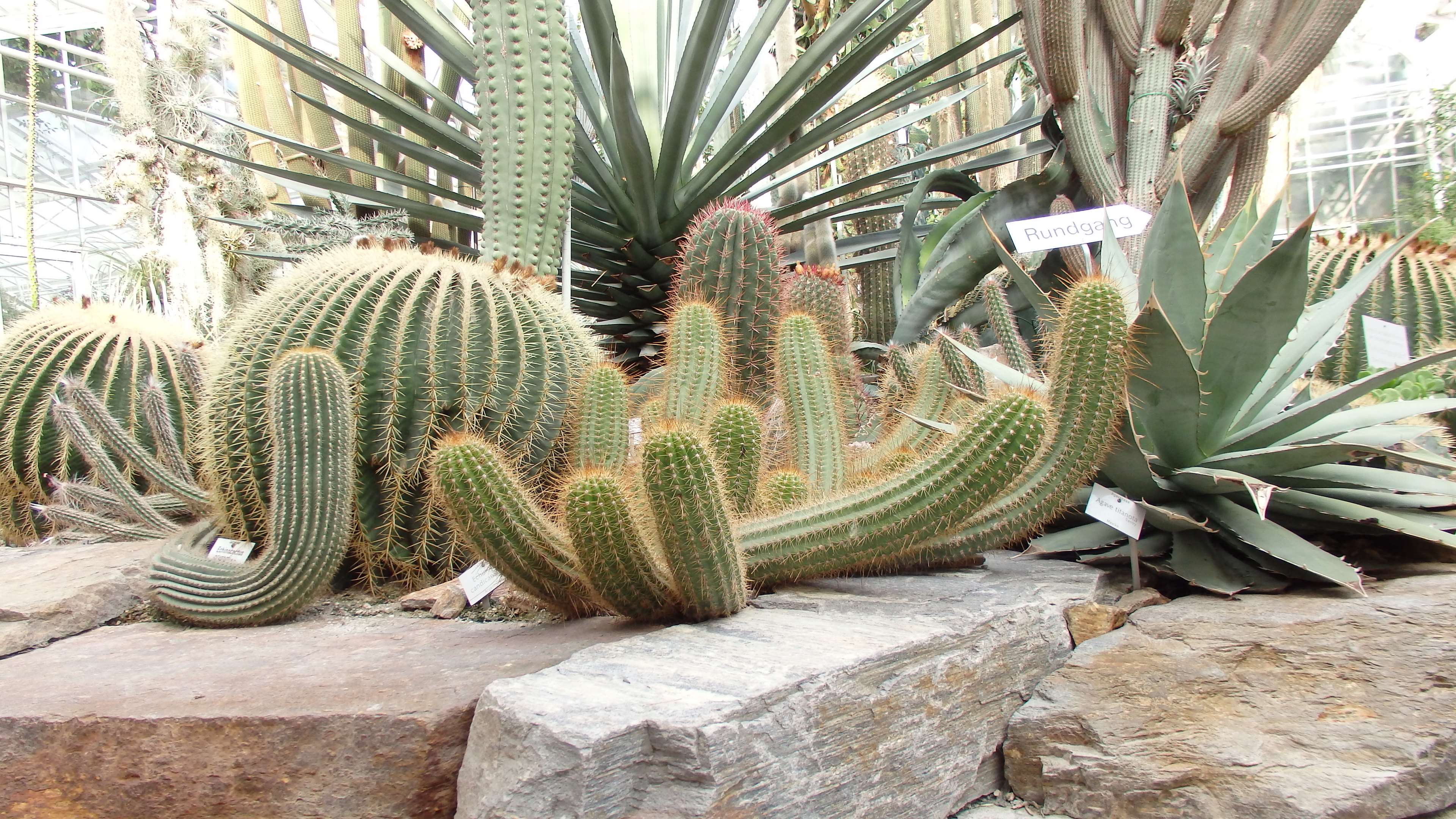 3840x2160 3840x2160 botanic, cactus, desert, garden, kaktus, plants, stones 4k wallpaper JPG 1113 kB
