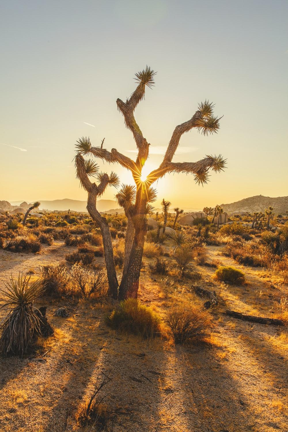 1000x1500 Desert Plant Picture. Download Free Image