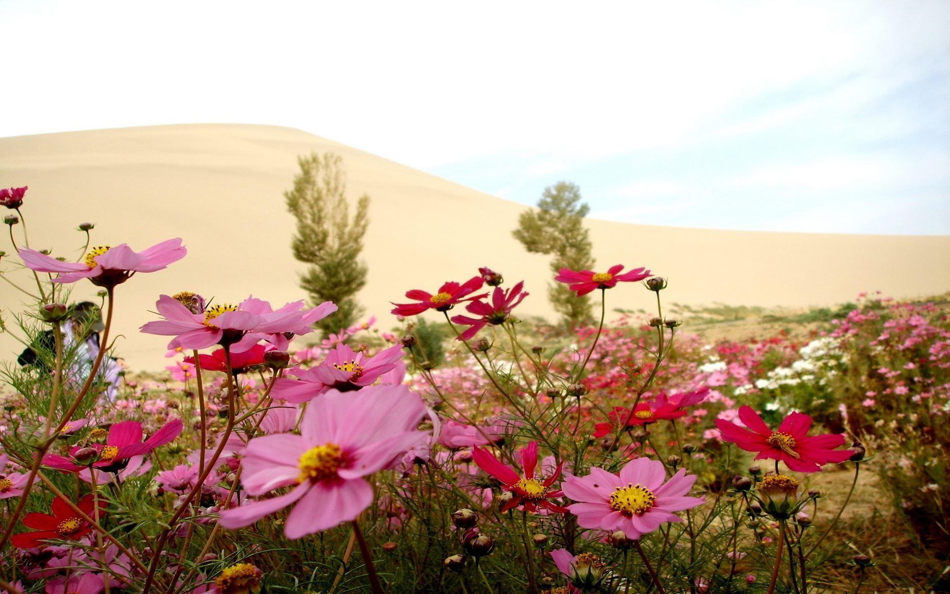 1920x1200 Desert Flowers Wallpaper