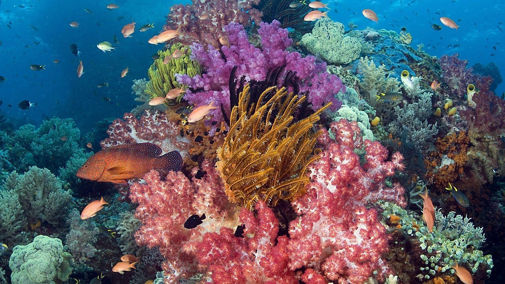 1920x1080 Reef Red Fish Wallpaper Unique Coral Reef 4k Ultra HD Wallpaper
