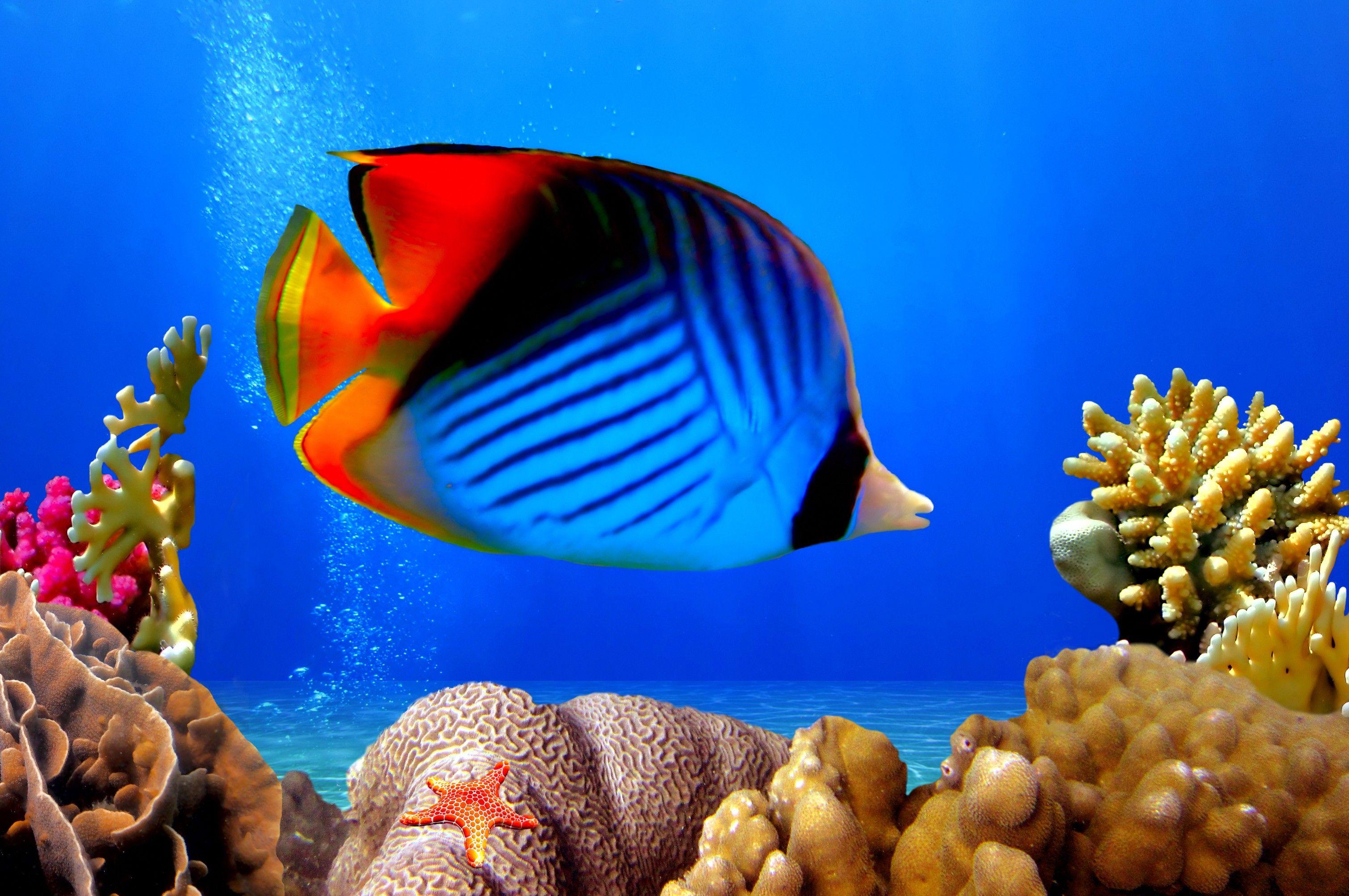 Coral Reef Fish Wallpaper Desktop