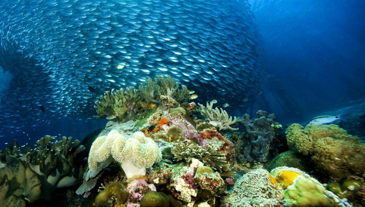 1231x700 Underwater ocean sea nature coral reef tropical school wallpaperx1092