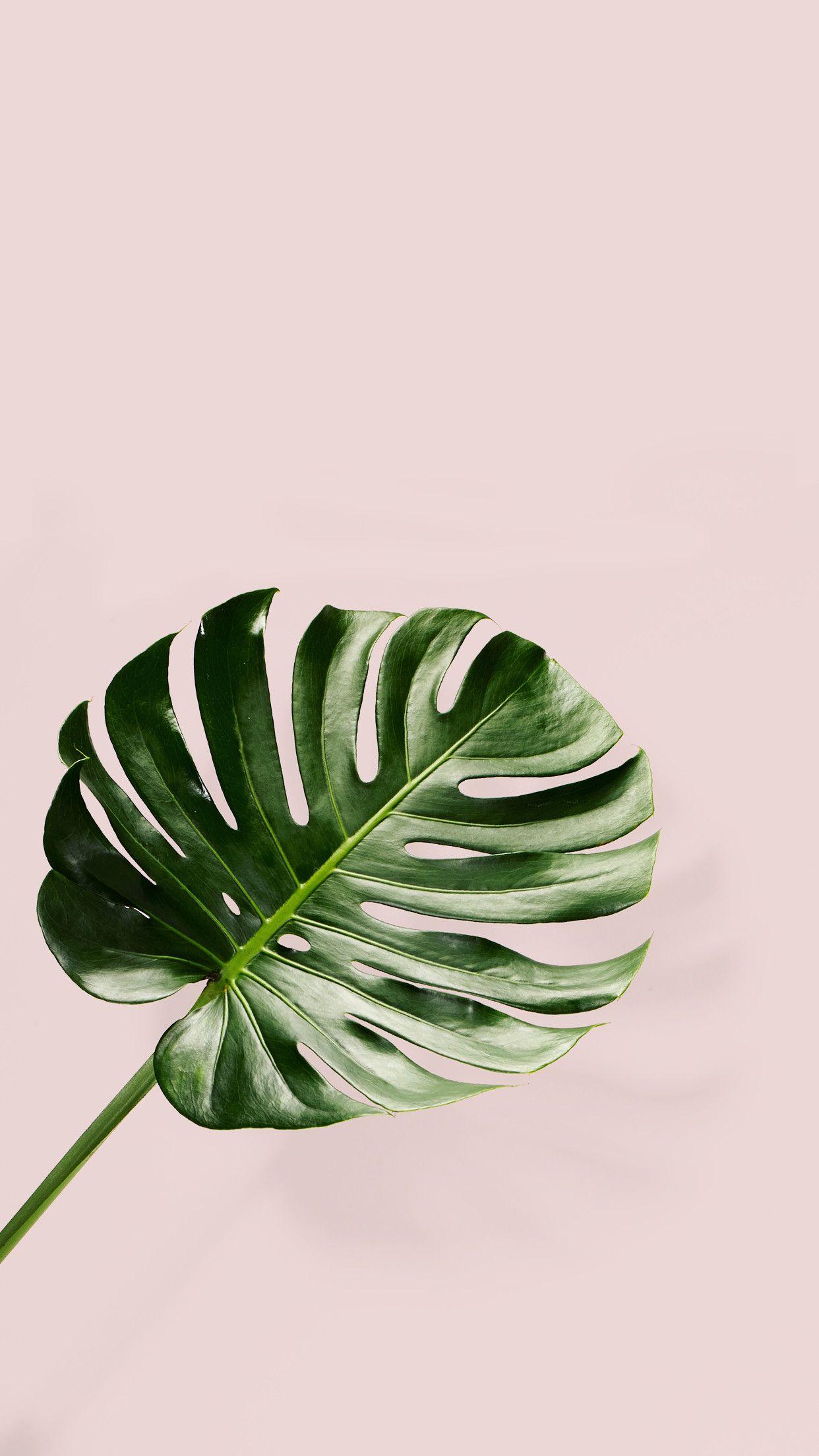 1242x2208 Cute Aesthetic Plant Wallpaper