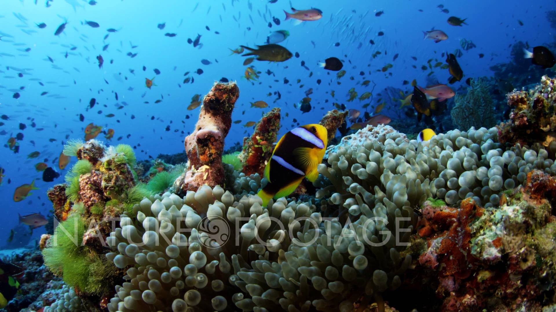 1920x1080 Tropical Clown Fish in 4K