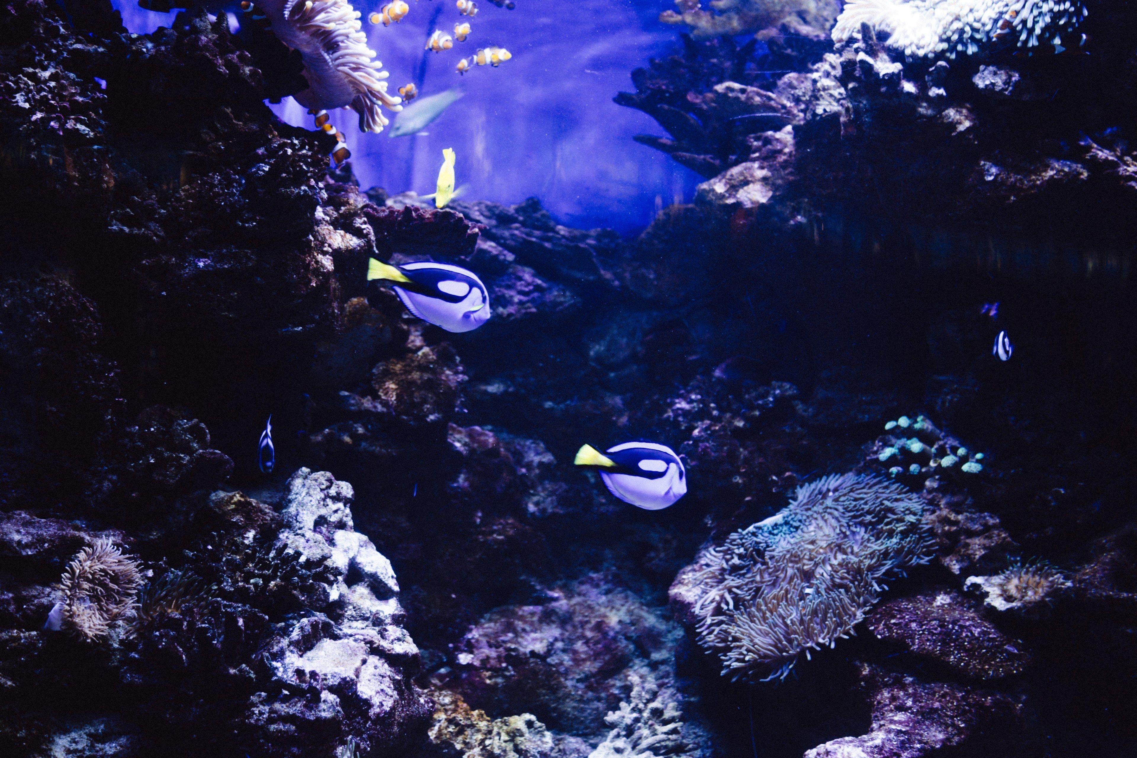 5 подводных камней. Океан с рыбами темные. Подводные камни. Рыбы в подводном вулкане.
